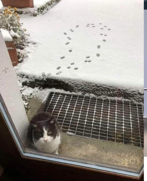 kocúr sa vrátil z prechádzky
